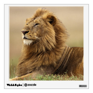 Kenya, Masai Mara. Adult male lion on termite Wall Sticker