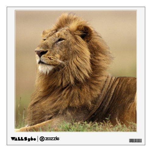 Kenya Masai Mara Adult male lion on termite Wall Sticker