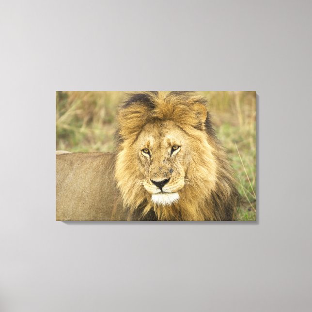 Kenya Masai Mara Canvas Print (Front)