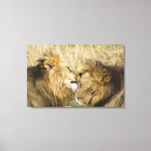 Kenya, Masai Mara Canvas Print (Front)
