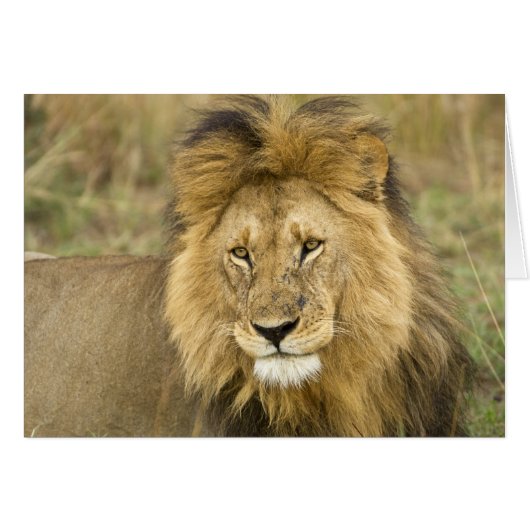Kenya Masai Mara Cards (Front Horizontal)