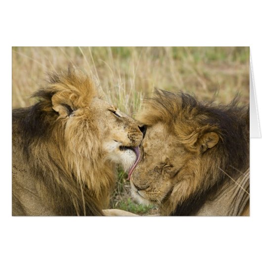 Kenya, Masai Mara Cards (Front Horizontal)