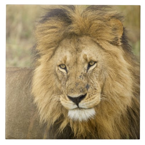 Kenya Masai Mara Close_up of lion Credit as Ceramic Tile