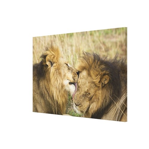 Kenya Masai Mara Close_up of one male lion Canvas Print