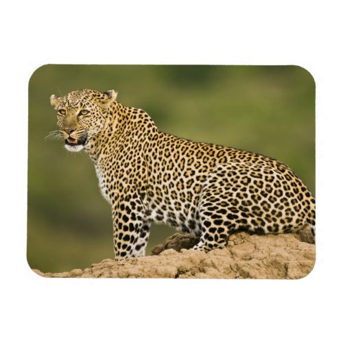 Kenya Masai Mara Game Reserve African Leopard Magnet