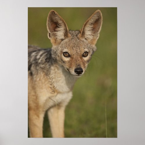 Kenya Masai Mara Game Reserve Black_backed 2 Poster