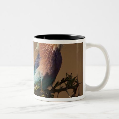 Kenya Masai Mara Game Reserve Lilac_breasted Two_Tone Coffee Mug