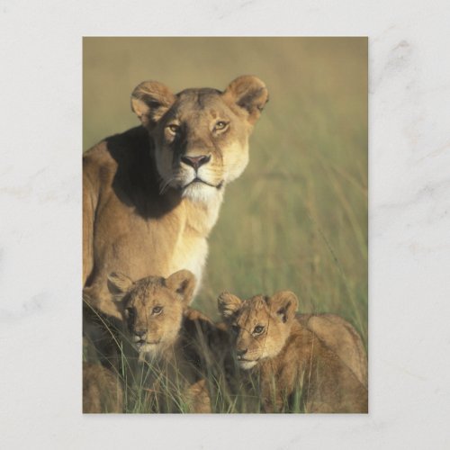 Kenya Masai Mara Game Reserve Lion cubs Postcard