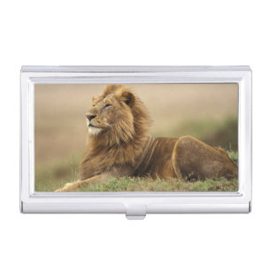 Kenya, Masai Mara Male Lion Business Card Holder