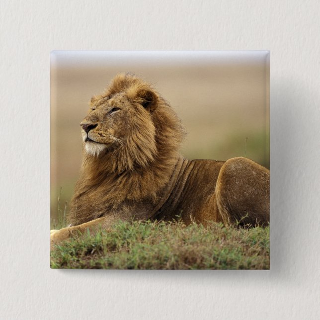 Kenya, Masai Mara | Male Lion Button (Front)