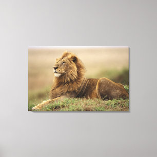 Kenya, Masai Mara Male Lion Canvas Print