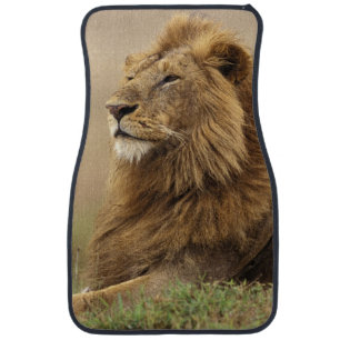 Kenya, Masai Mara Male Lion Car Mat
