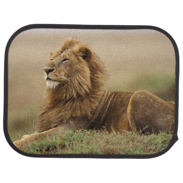 Kenya, Masai Mara | Male Lion Car Mat (Rear)