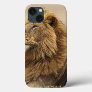 Kenya, Masai Mara   Male Lion iPhone 13 Case