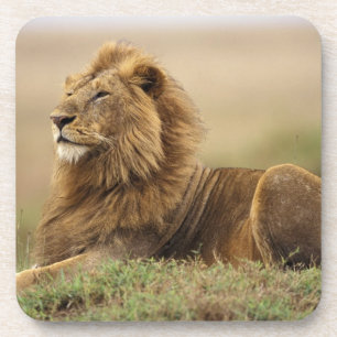 Kenya, Masai Mara Male Lion Coaster