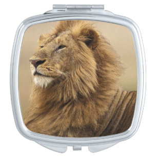 Kenya, Masai Mara Male Lion Compact Mirror
