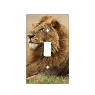 Kenya, Masai Mara Male Lion Light Switch Cover