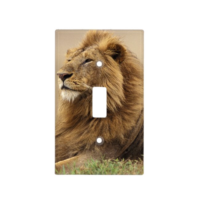 Kenya, Masai Mara | Male Lion Light Switch Cover (Front)