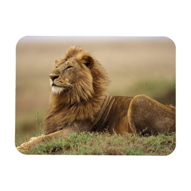 Kenya, Masai Mara | Male Lion Magnet (Horizontal)
