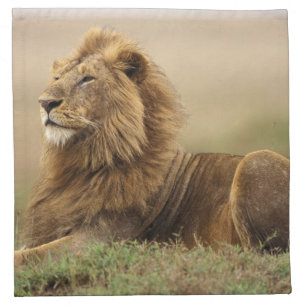 Kenya, Masai Mara   Male Lion Napkin