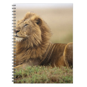 Kenya, Masai Mara   Male Lion Notebook