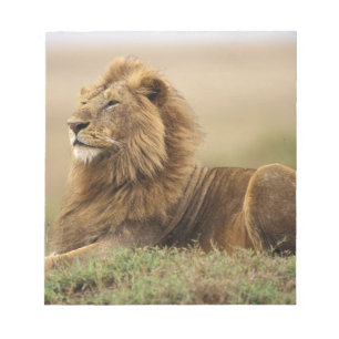 Kenya, Masai Mara Male Lion Notepad