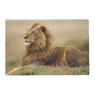 Kenya, Masai Mara   Male Lion Placemat