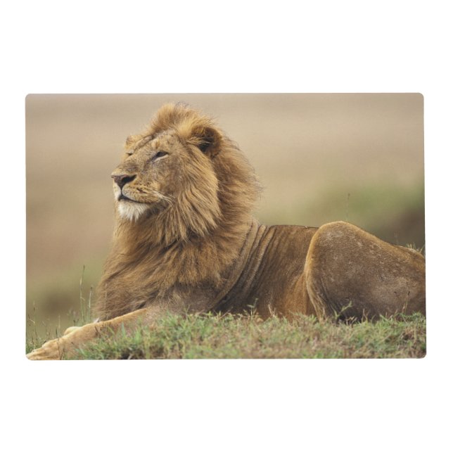 Kenya, Masai Mara | Male Lion Placemat (Front)