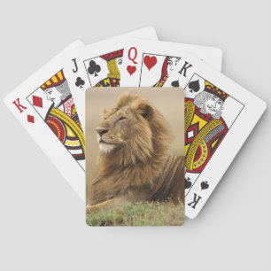 Kenya, Masai Mara Male Lion Poker Cards