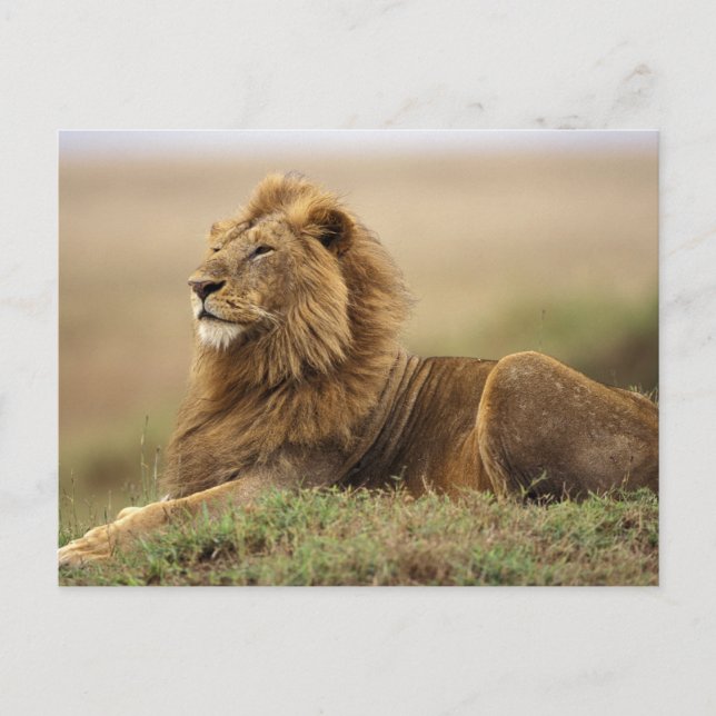 Kenya, Masai Mara | Male Lion Postcard (Front)