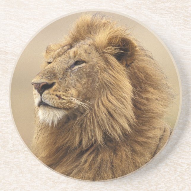 Kenya, Masai Mara | Male Lion Sandstone Coaster (Front)