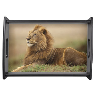 Kenya, Masai Mara   Male Lion Serving Tray