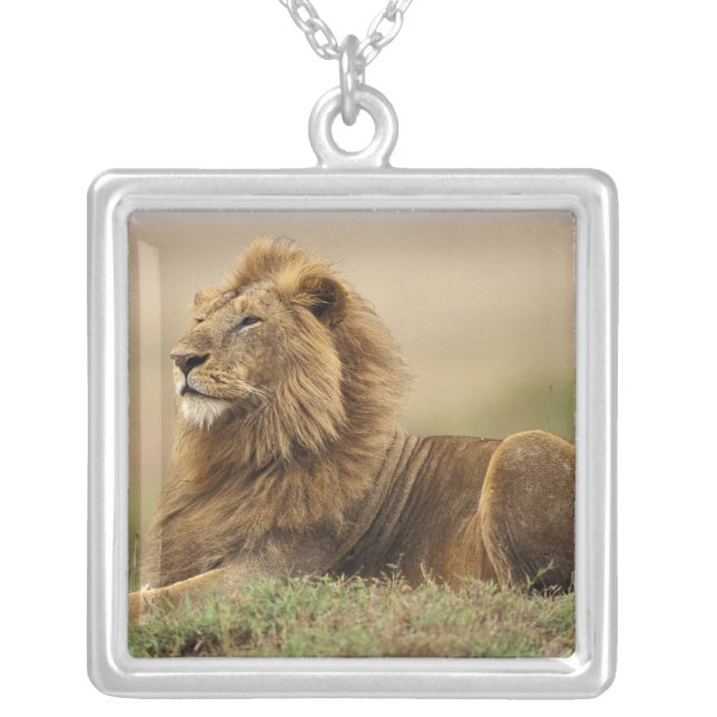 Kenya, Masai Mara | Male Lion Silver Plated Necklace (Front)