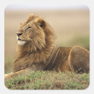 Kenya, Masai Mara Male Lion Square Sticker