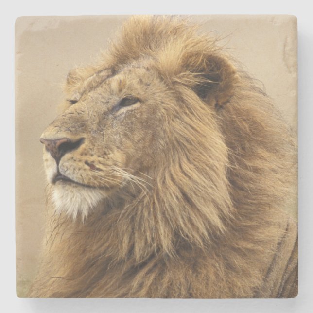 Kenya, Masai Mara | Male Lion Stone Coaster (Front)