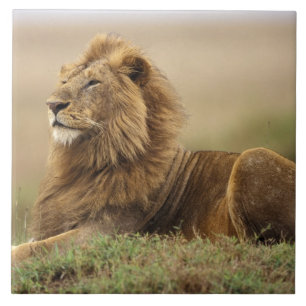 Kenya, Masai Mara Male Lion Tile