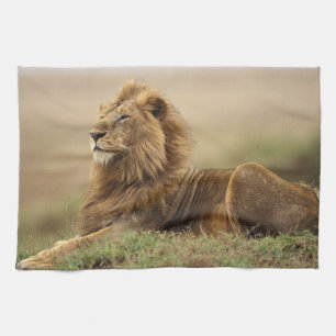 Kenya, Masai Mara   Male Lion Towel