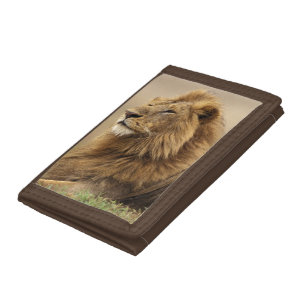 Kenya, Masai Mara Male Lion Tri-fold Wallet