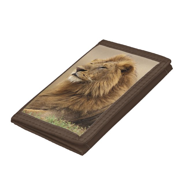 Kenya, Masai Mara | Male Lion Trifold Wallet (Bottom)