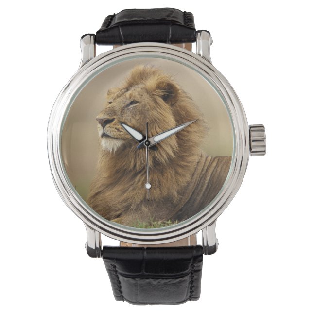 Kenya, Masai Mara | Male Lion Watch (Front)