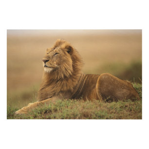 Kenya, Masai Mara Male Lion Wood Wall Art