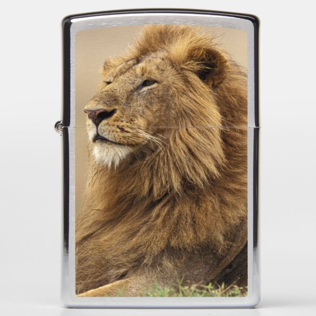 Kenya, Masai Mara | Male Lion Zippo Lighter (Front)