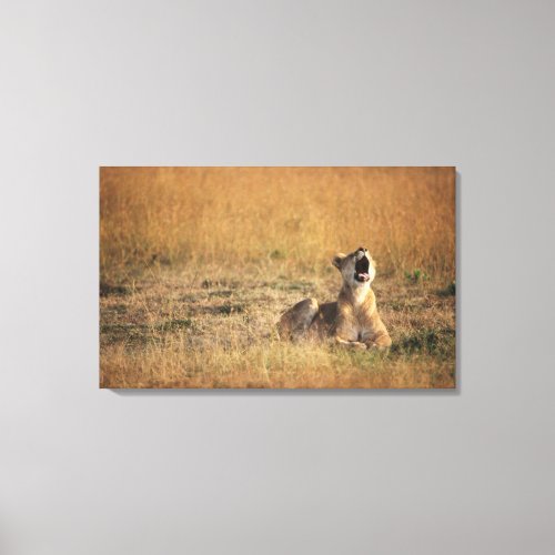 Kenya Masai Mara National Reserve Lioness Canvas Print