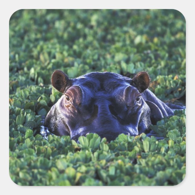 Kenya, Masai Mara National Reserve. Square Sticker (Front)