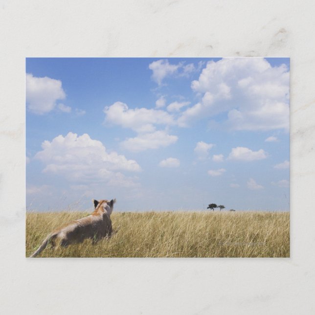 Kenya, Masai Mara Postcard (Front)