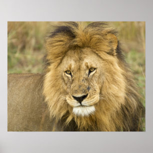 Kenya Masai Mara Poster