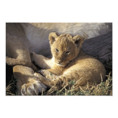 Kenya Masai Mara Six week old Lion cub Photo Print