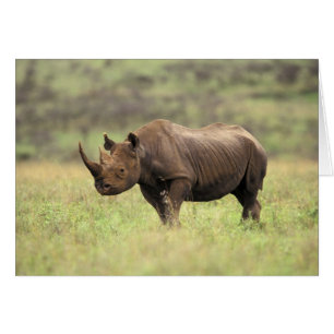 Kenya, Nairobi National Park. Black Rhinoceros Cards