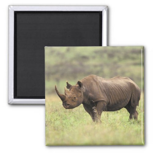 Kenya Nairobi National Park Black Rhinoceros Magnet