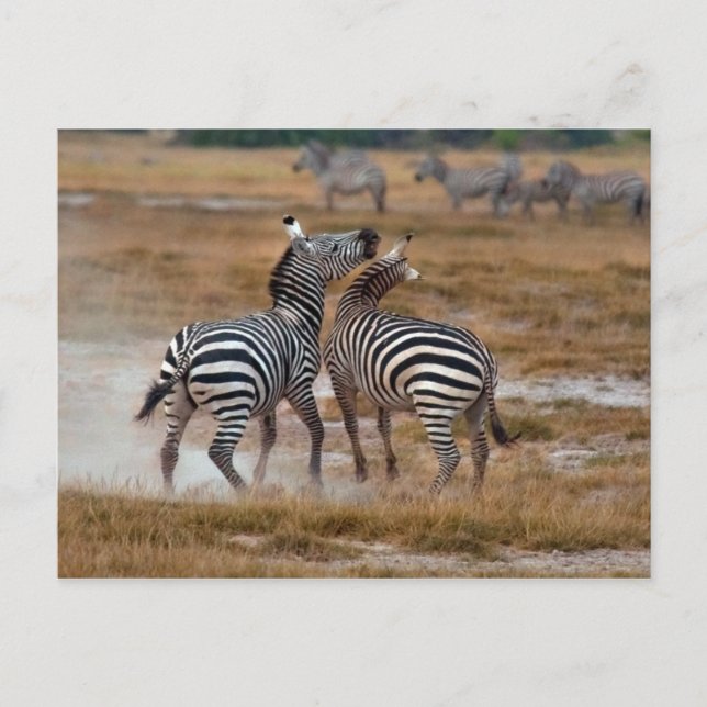 Kenya - Nairobi - Zebras in Amboseli National Park Postcard (Front)